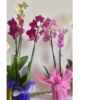 Orquídea