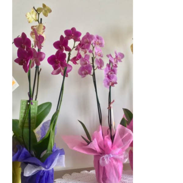 Orquídea