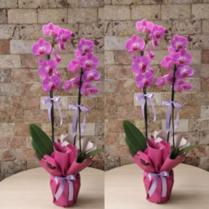 Orquídea